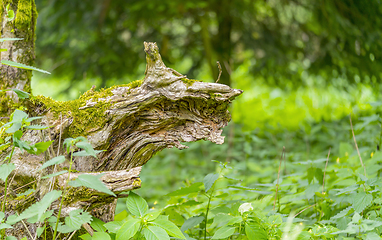 Image showing stub and dense vegetation