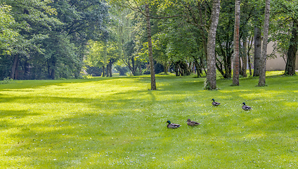 Image showing Wild ducks in idyllic park scenery