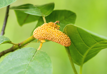 Image showing orange plant gall