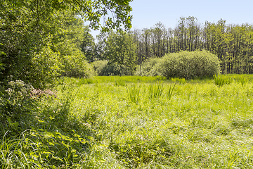 Image showing sunny wetland scenery