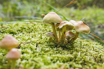 Image showing lots of mushrooms