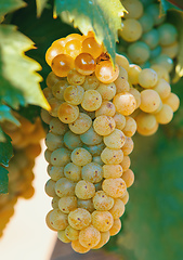 Image showing grape wine on Palava Vineyards, Czech Republic