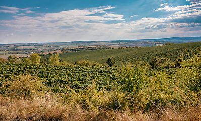 Image showing Palava Vineyards. South Moravia Czech Republic