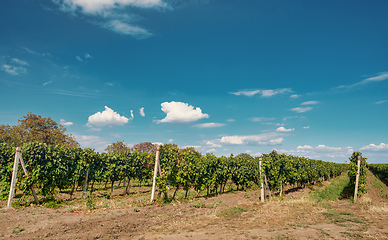 Image showing Palava Vineyards. South Moravia Czech Republic