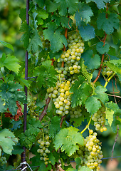 Image showing grape wine on Palava Vineyards, Czech Republic