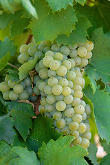 Image showing grape wine on Palava Vineyards, Czech Republic