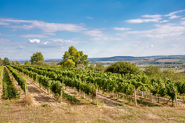 Image showing Palava Vineyards. South Moravia Czech Republic