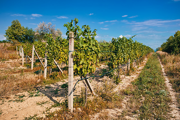 Image showing Palava Vineyards. South Moravia Czech Republic