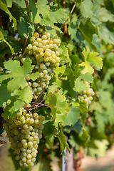 Image showing grape wine on Palava Vineyards, Czech Republic