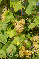 Image showing grape wine on Palava Vineyards, Czech Republic