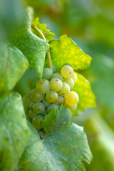 Image showing grape wine on Palava Vineyards, Czech Republic