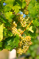 Image showing grape wine on Palava Vineyards, Czech Republic