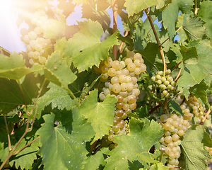 Image showing grape wine on Palava Vineyards, Czech Republic