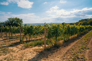 Image showing Palava Vineyards. South Moravia Czech Republic