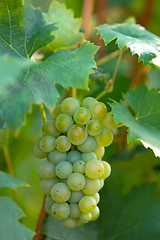 Image showing grape wine on Palava Vineyards, Czech Republic