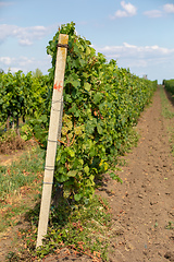 Image showing Palava Vineyards. South Moravia Czech Republic