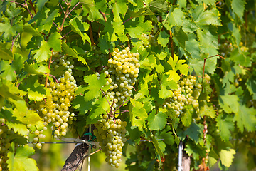 Image showing grape wine on Palava Vineyards, Czech Republic