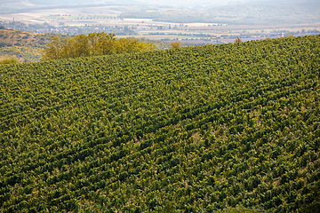 Image showing Palava Vineyards. South Moravia Czech Republic