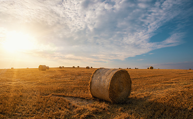 Image showing harvested field with straw bales in summer