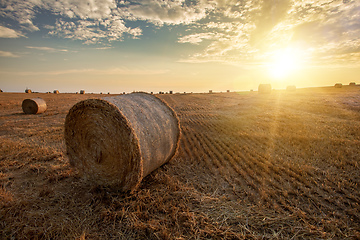 Image showing harvested field with straw bales in summer