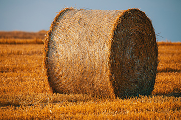 Image showing harvested field with straw bales in summer