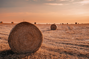 Image showing harvested field with straw bales in summer