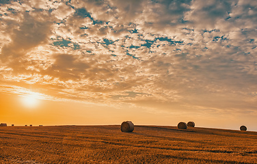 Image showing harvested field with straw bales in summer