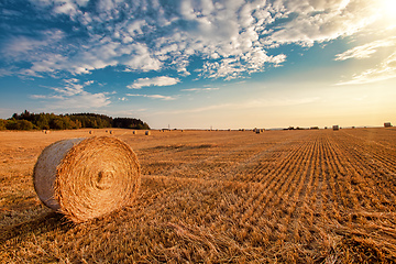 Image showing harvested field with straw bales in summer