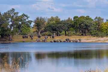 Image showing African elephant, Bwabwata Namibia, Africa safari wildlife