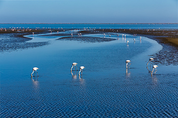 Image showing Rosy Flamingo colony in Walvis Bay Namibia, Africa wildlife