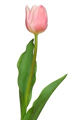 Image showing Pink Tulip