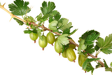 Image showing Gooseberry