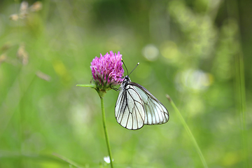 Image showing Beautiful butterfly on a pink clover