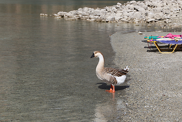 Image showing Cute goose on the beach