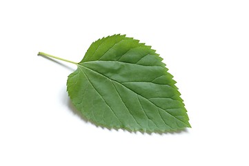 Image showing Leaf