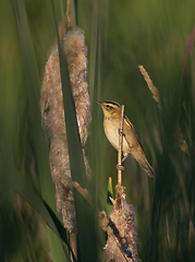 Image showing Sedge warbler (Acrocephalus schoenobaenus) on reed