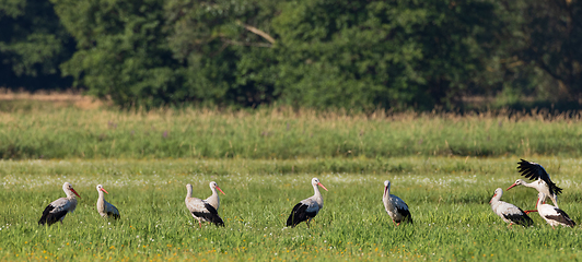 Image showing Group of White Stork(Ciconia ciconia) in meadow