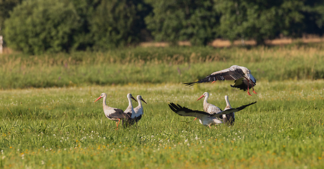 Image showing Group of White Stork(Ciconia ciconia) in meadow