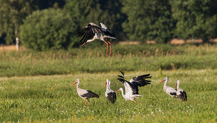 Image showing Group of White Stork(Ciconia ciconia) in meadow