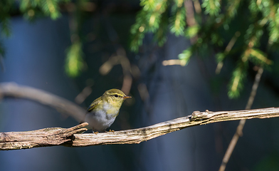 Image showing Wood Warbler ( Rhadina sibilatrix) on branch