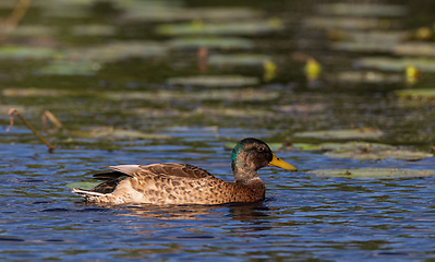 Image showing Mallard (Anas platyrhynchos) female during foraging