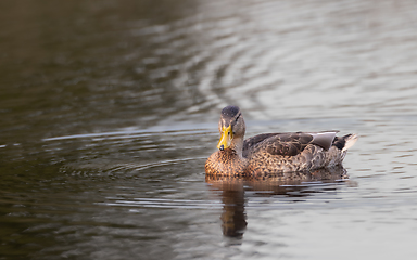 Image showing Mallard (Anas platyrhynchos) female during foraging