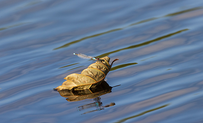 Image showing Dragonfly sitting on dry leaf