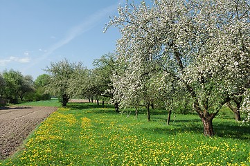 Image showing Spring