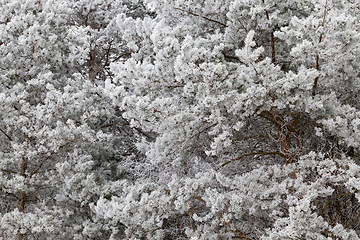 Image showing Frost on needles of pine