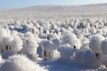 Image showing Field in the snow
