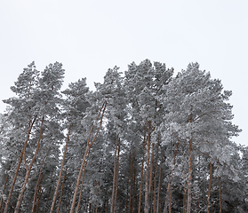 Image showing Snow drifts in winter