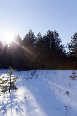 Image showing sun shining trees