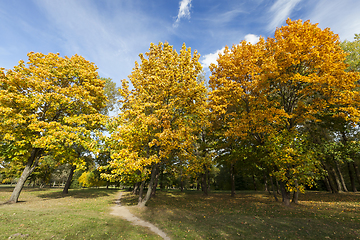 Image showing yellowed maple trees in autumn