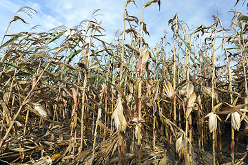 Image showing Mature corn